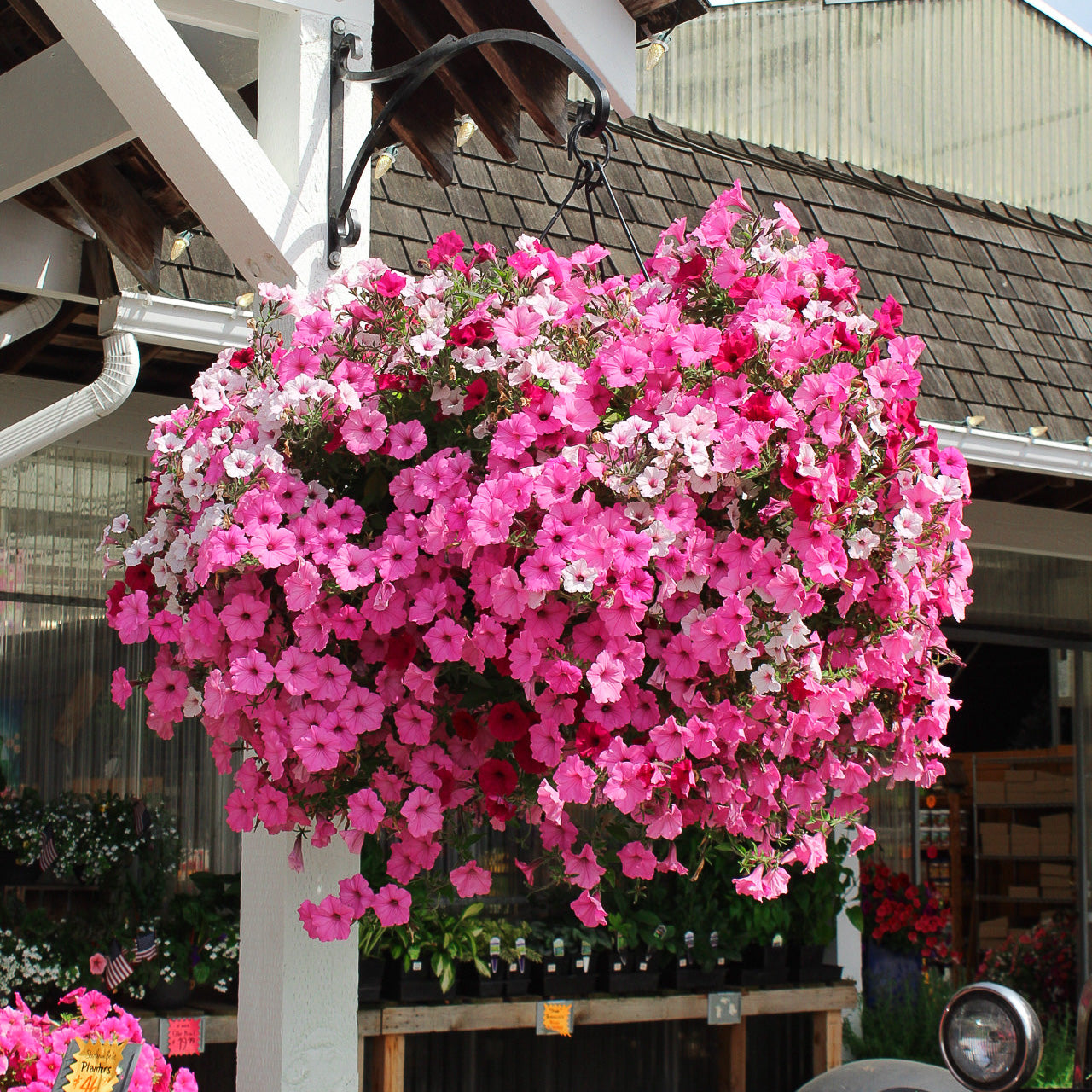 Keep Your Hanging Baskets Thriving All Summer Long