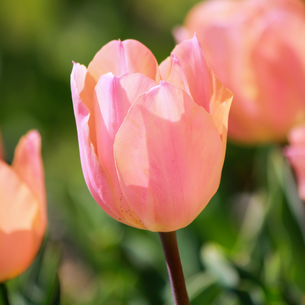 Apricot Beauty