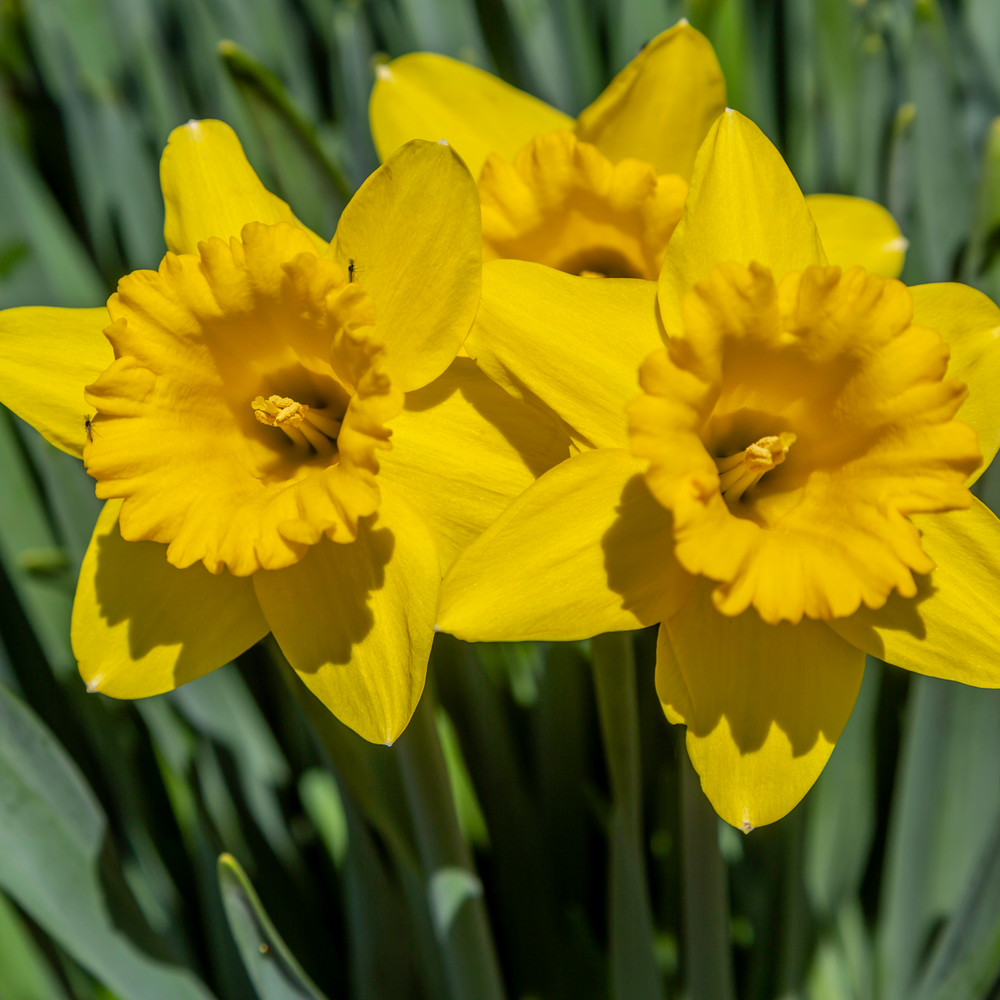 Dutch Master Trumpet Daffodil