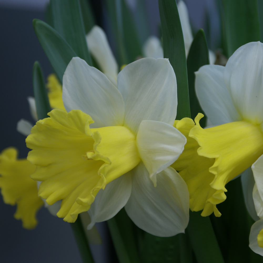 Las Vegas Trumpet Daffodil