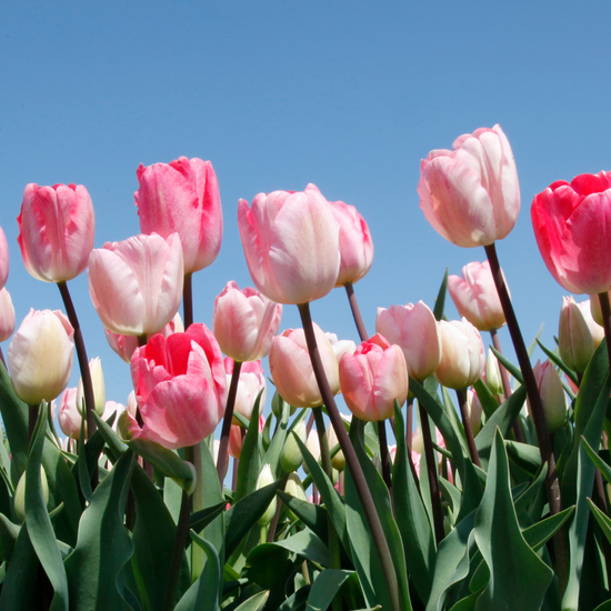 2025 Tulip Field – Skagit Acres