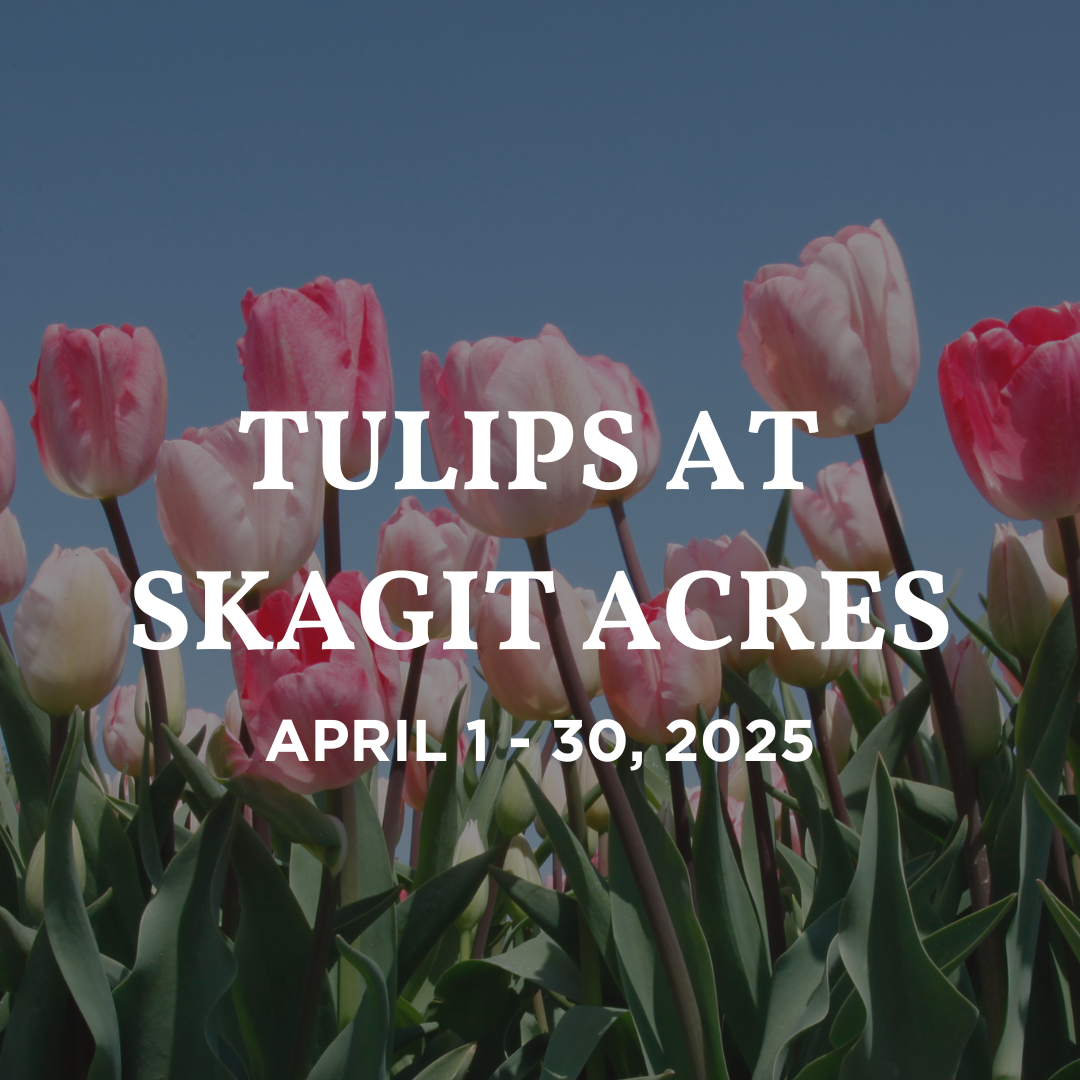 Tulips at Skagit Acres